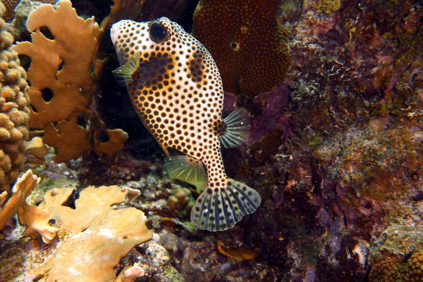 Honeycomb boxfish gliding along reef