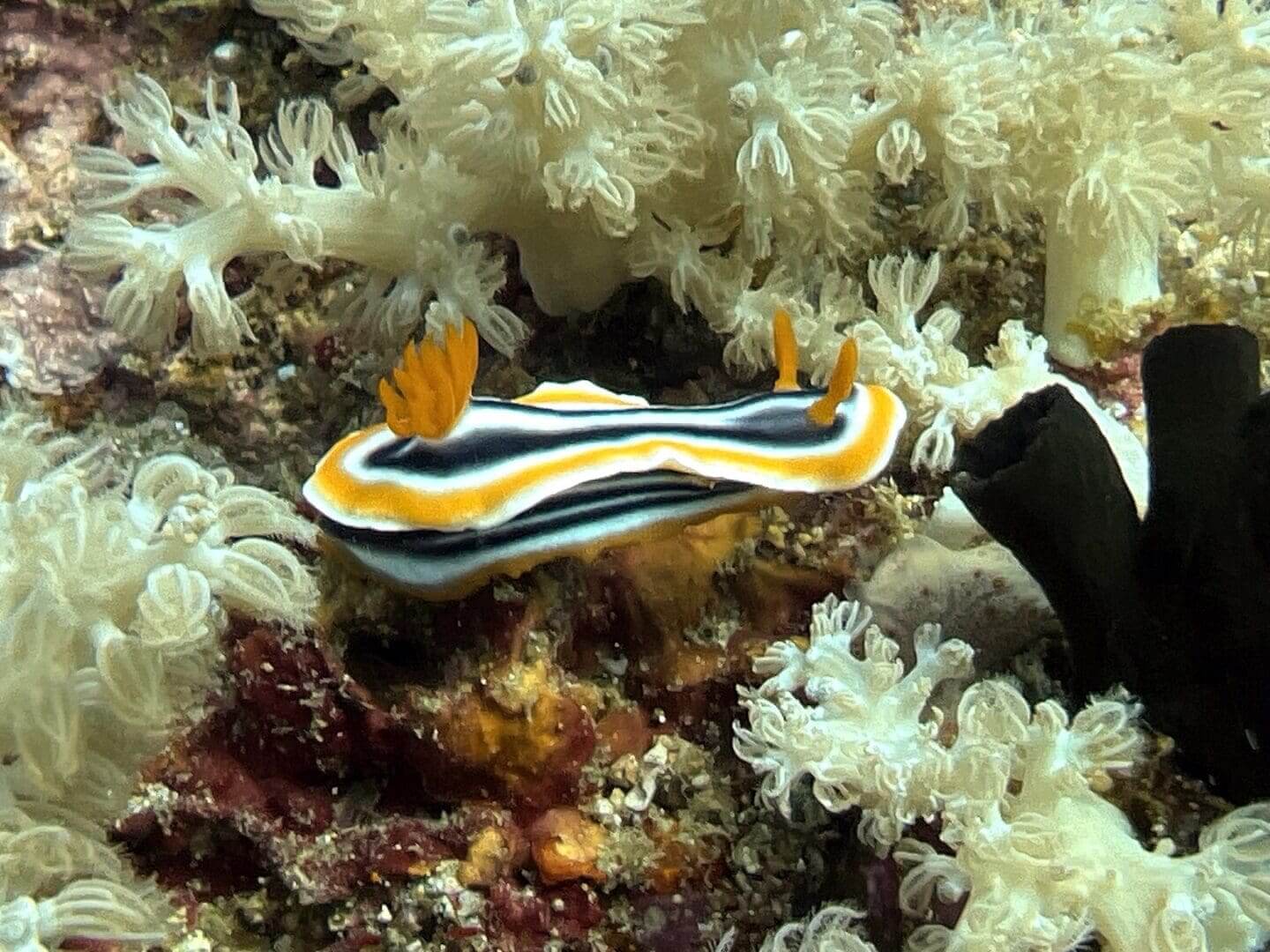 Colorful sea slug among coral.