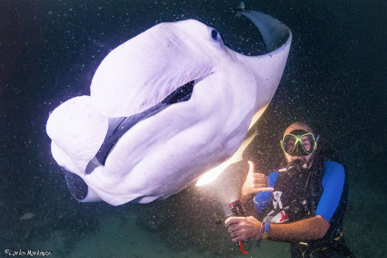 Scuba diver giving shaka beside large manta ray