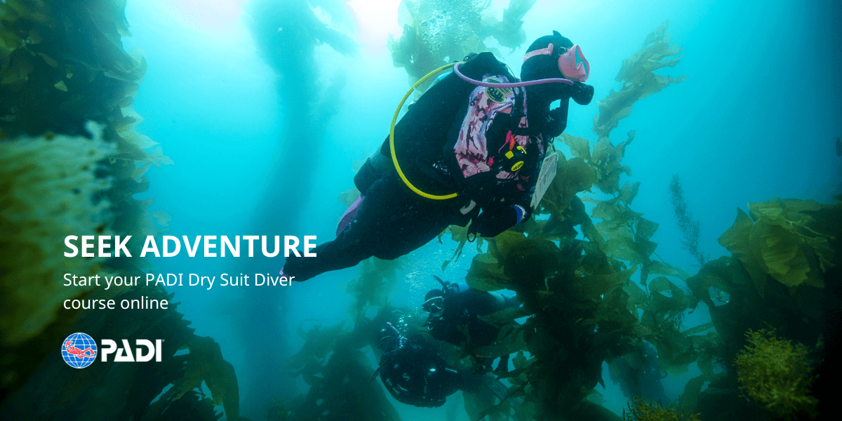 Scuba diver with pink mask among kelp